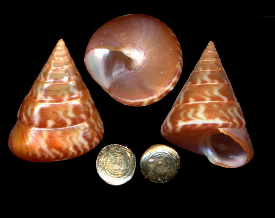 Calliostoma conolum viola & Raphitoma bicolor